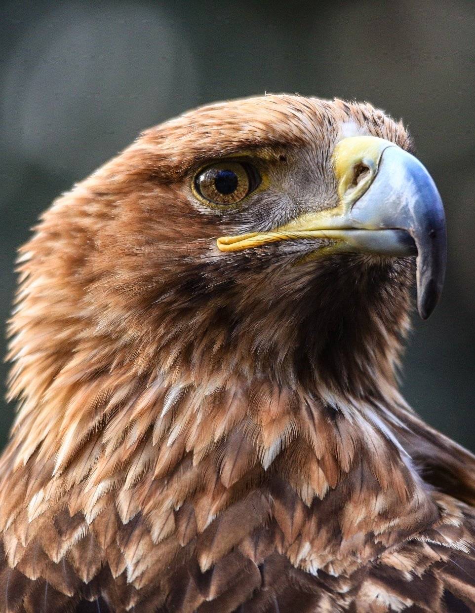 , Павел Сагайдак