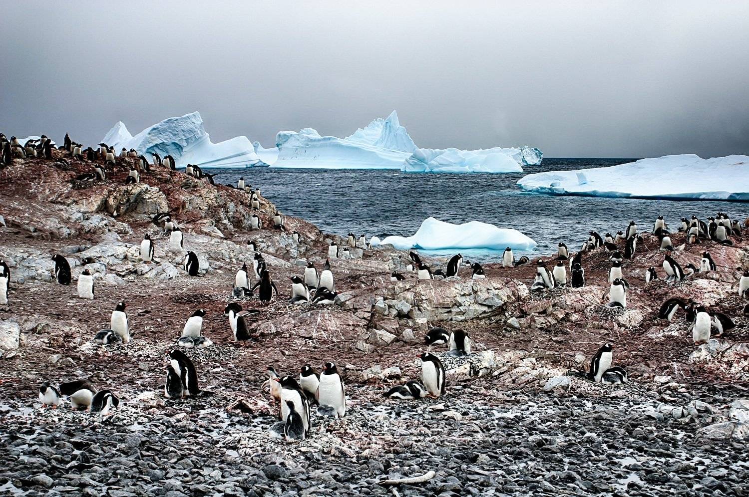 , Николай Шелепов