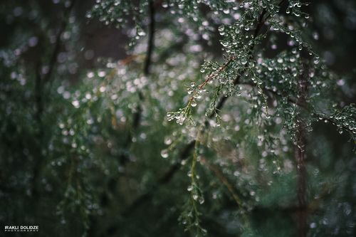Raindrops