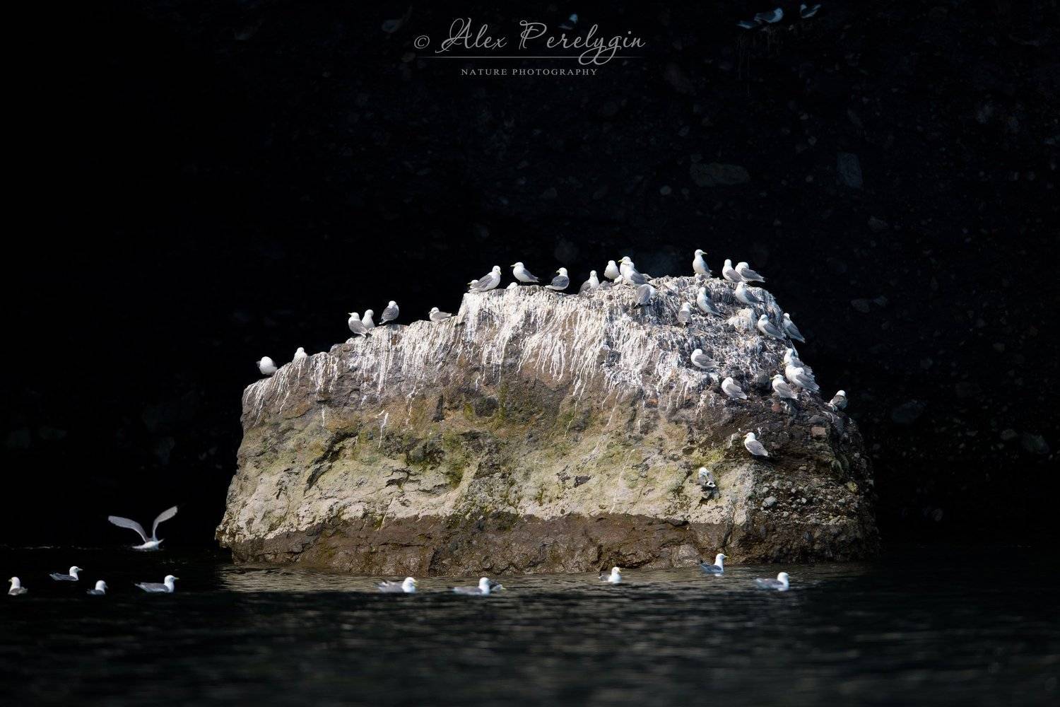 , Алексей Перелыгин