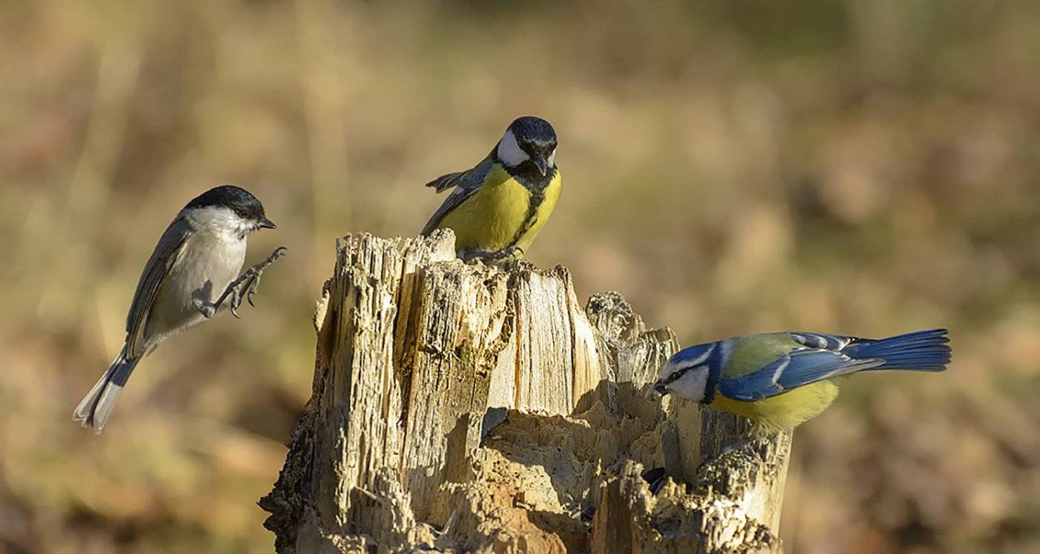 , Анатолий Зверев