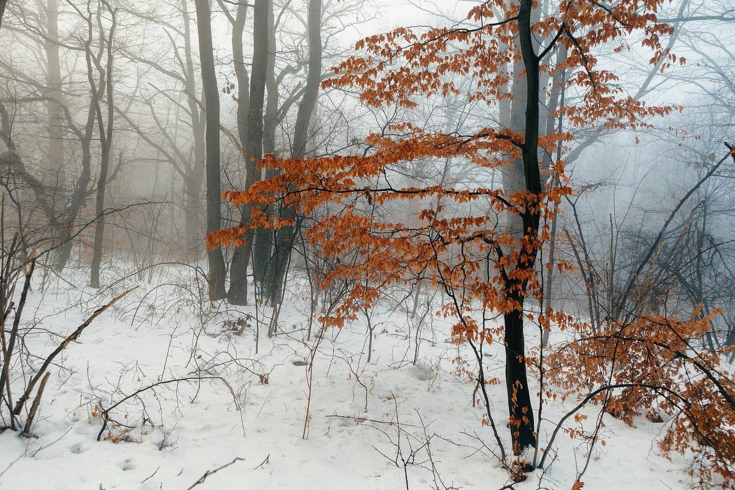 , Александър Сандев