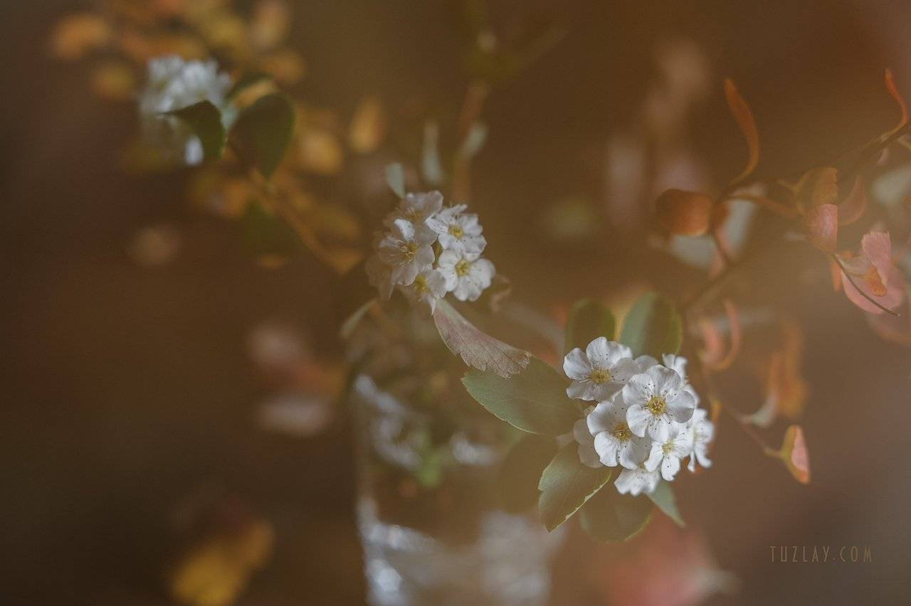 спирея, осень, спирея в ноябре, Владимир Тузлай