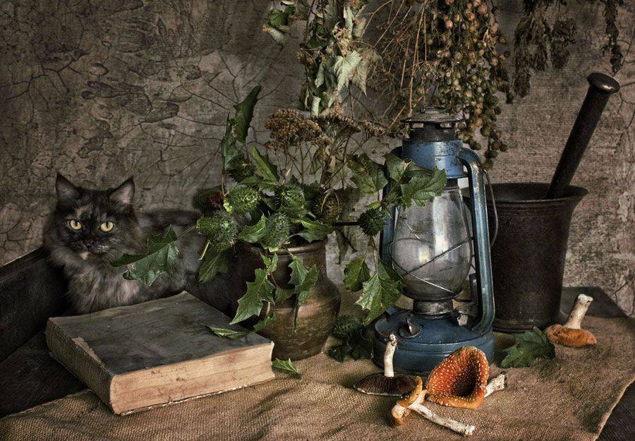 книга, ступка, чертополох, кринка, мухоморы, лампа, кошка., Вера Лопатина
