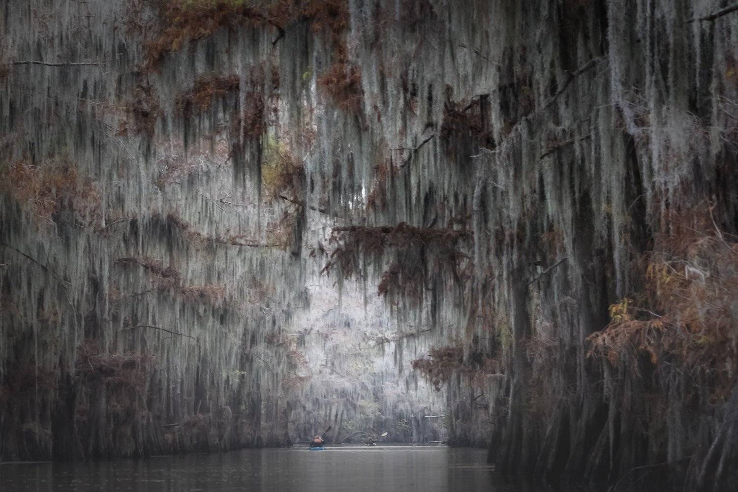 болото, кипарис, осень, Марина Маликова