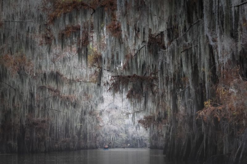 болото, кипарис, осень Аллея фото превью