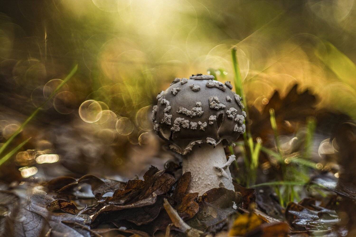 MUSHROOM, MACRO, NATURE, CLOSE-UP, AUTUMN, BEAUTY, Antonio Coelho