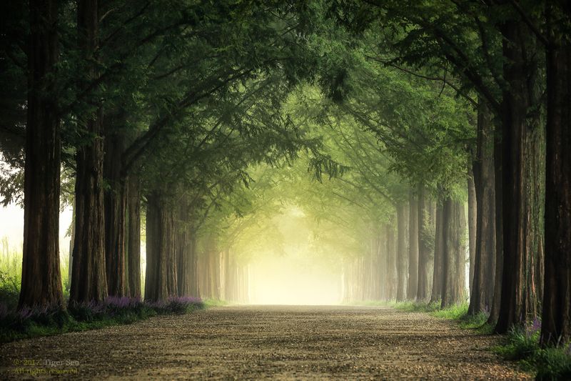 Misty Fog Foggy Morning Trees Light Sunrise Dawn Landscape Nature Travel Misty road фото превью