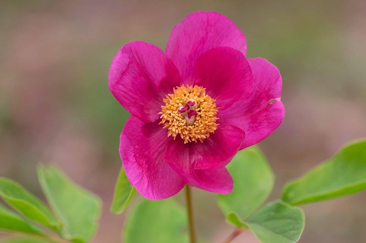 , Александр Земляной