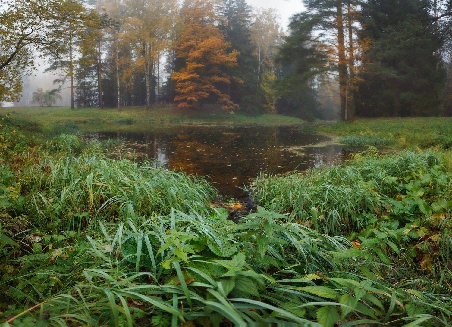 питер, павловск, павловскийпарк, осень, пейзаж, landscape, tsarskoyeselo, autumn, Таня SHE (Aiya)