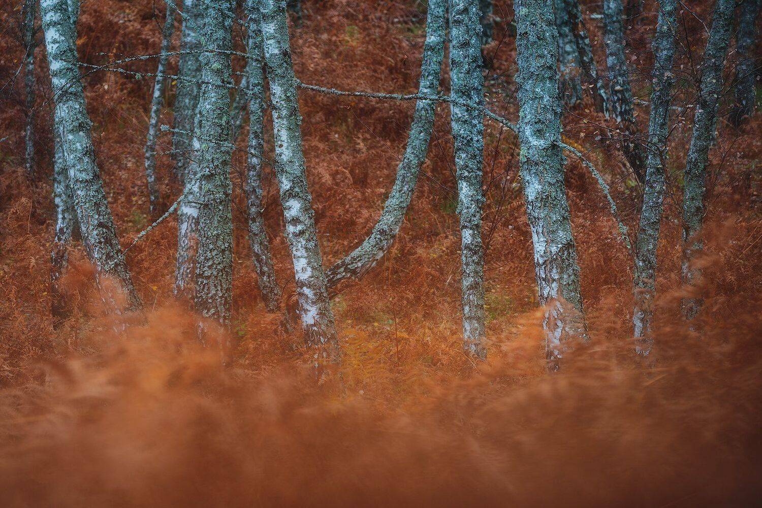 , Szabo Zsolt Andras