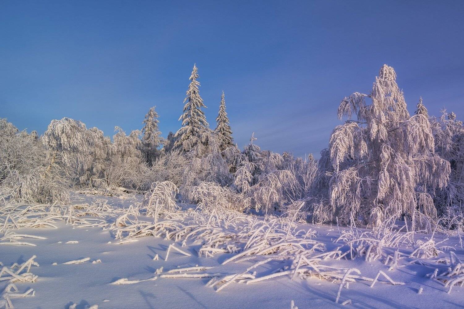 , Андрей Шарапов