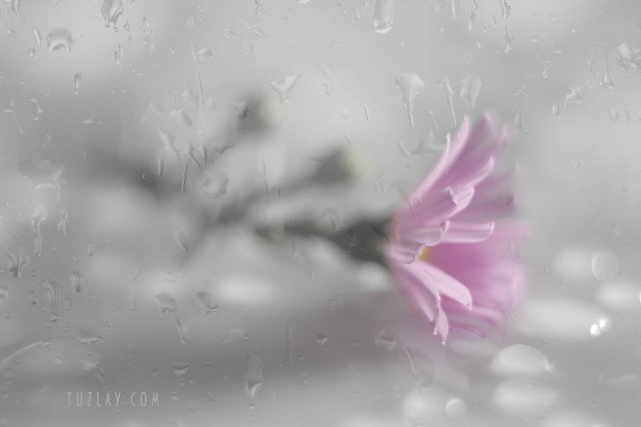 астра, софт фокус, капельки, боке, bkeh, сентябринка, сентябрик, Владимир Тузлай