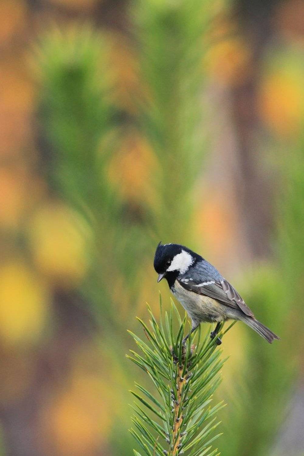bird,orange,green,wildlife,nature,color,beautiful,scene,woods,scenery,autumn,wild,beauty,forest,birds,natural, Piotr G&oacute;rny