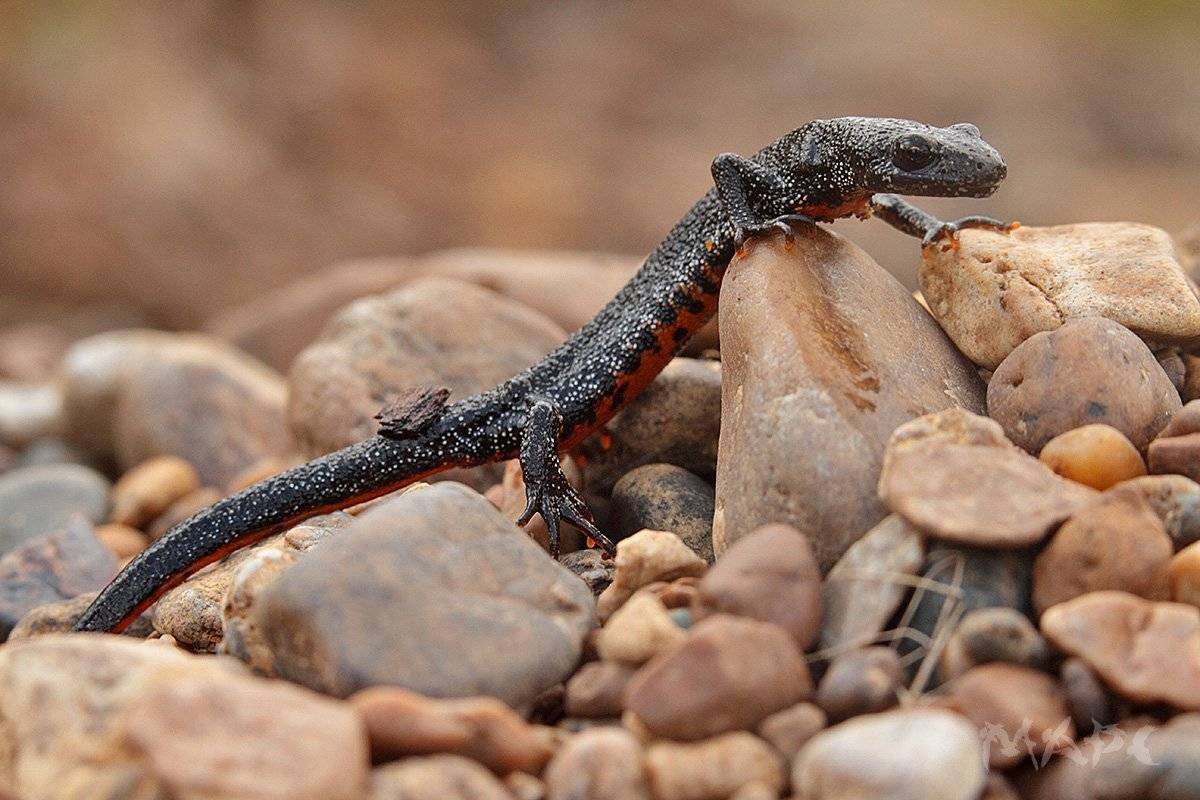 животные тритон осень, Шангареев Марс
