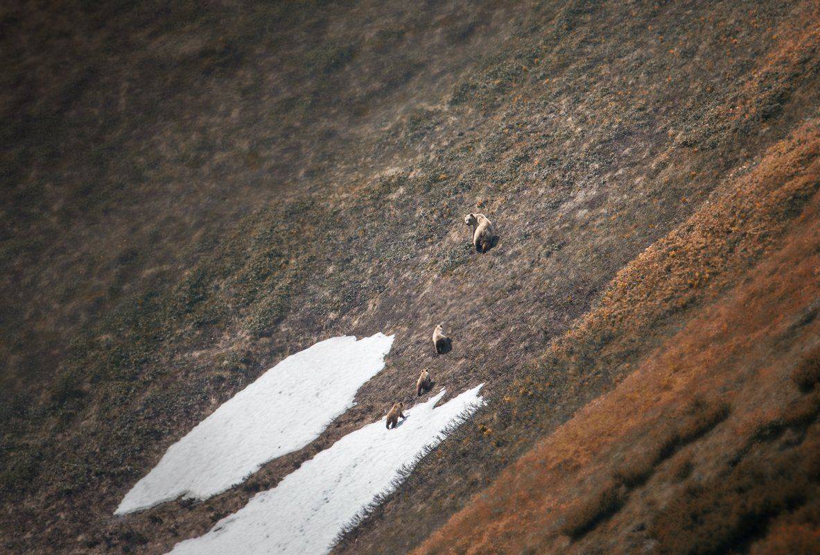 камчатка,медведи,животные,природа,россия,фототур,путешествие, Elena Pakhalyuk