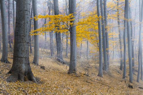 Осеннее настроение