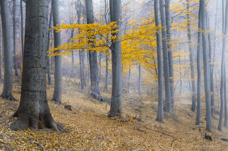 природа,  деревья,  дерево , лес , леса,  листья,  осень,  угрюмый,  настроение,  туманный , мгла , туман , туманный , ностальгический,  zanfoar,  чехия,  nikon d750,czech republic,чехия Осеннее настроение фото превью