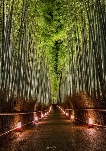 [ Arashiyama Hanatouro Festival ] Kyoto, Japan.