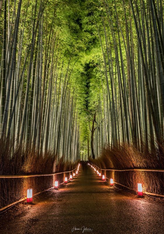 night nature long exposure forest lights kyoto japan bamboo [ Arashiyama Hanatouro Festival ] Kyoto, Japan. фото превью