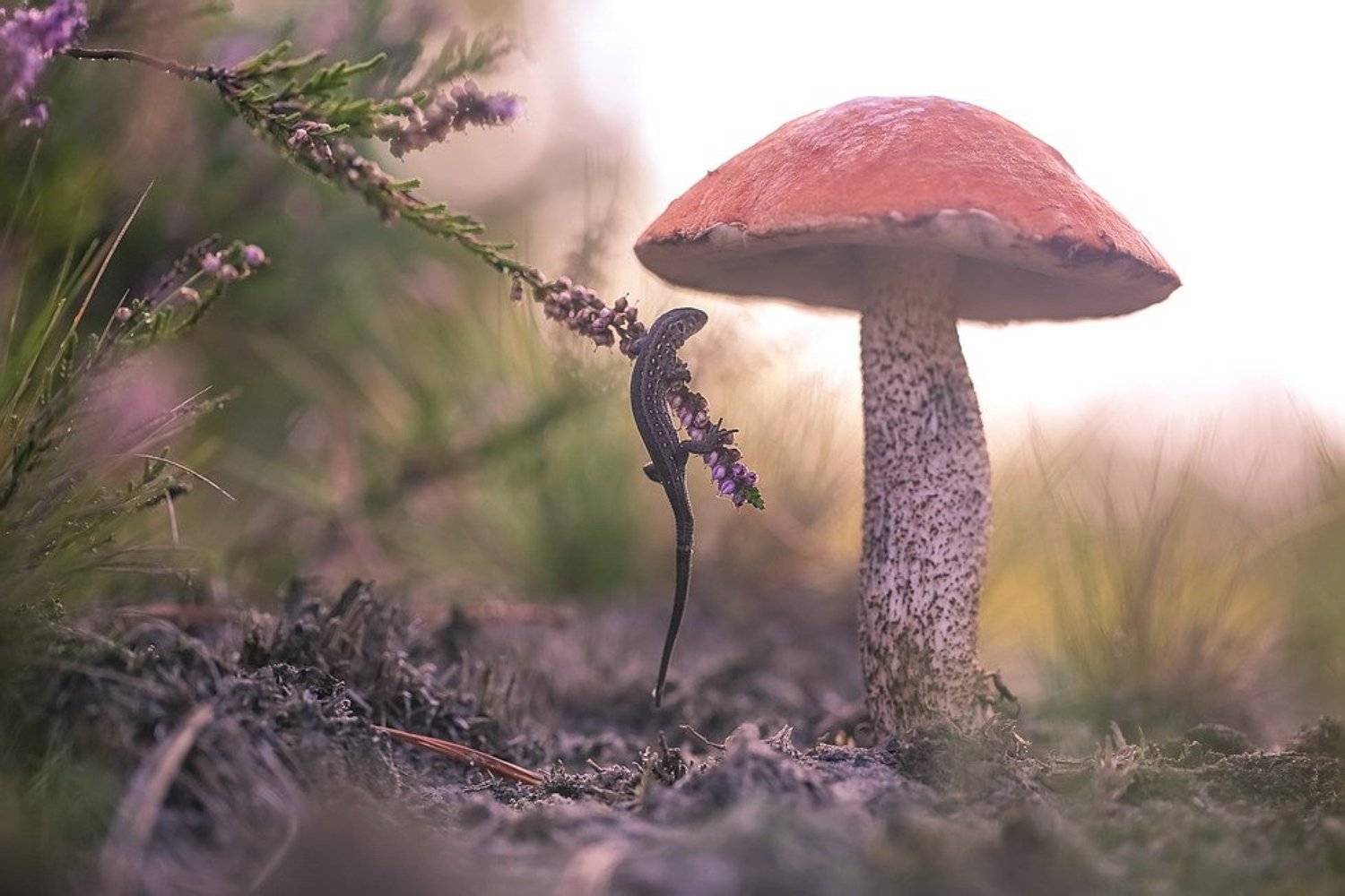 , Вячеслав Мищенко