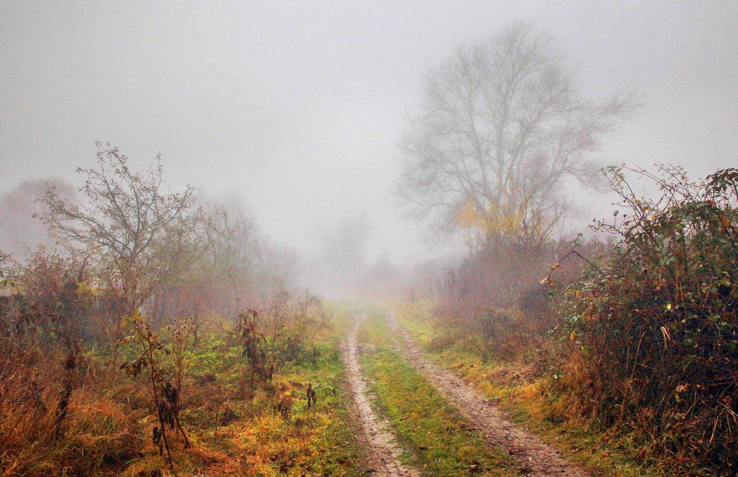 горы,осень,природа,лес,туман, Marat Magov