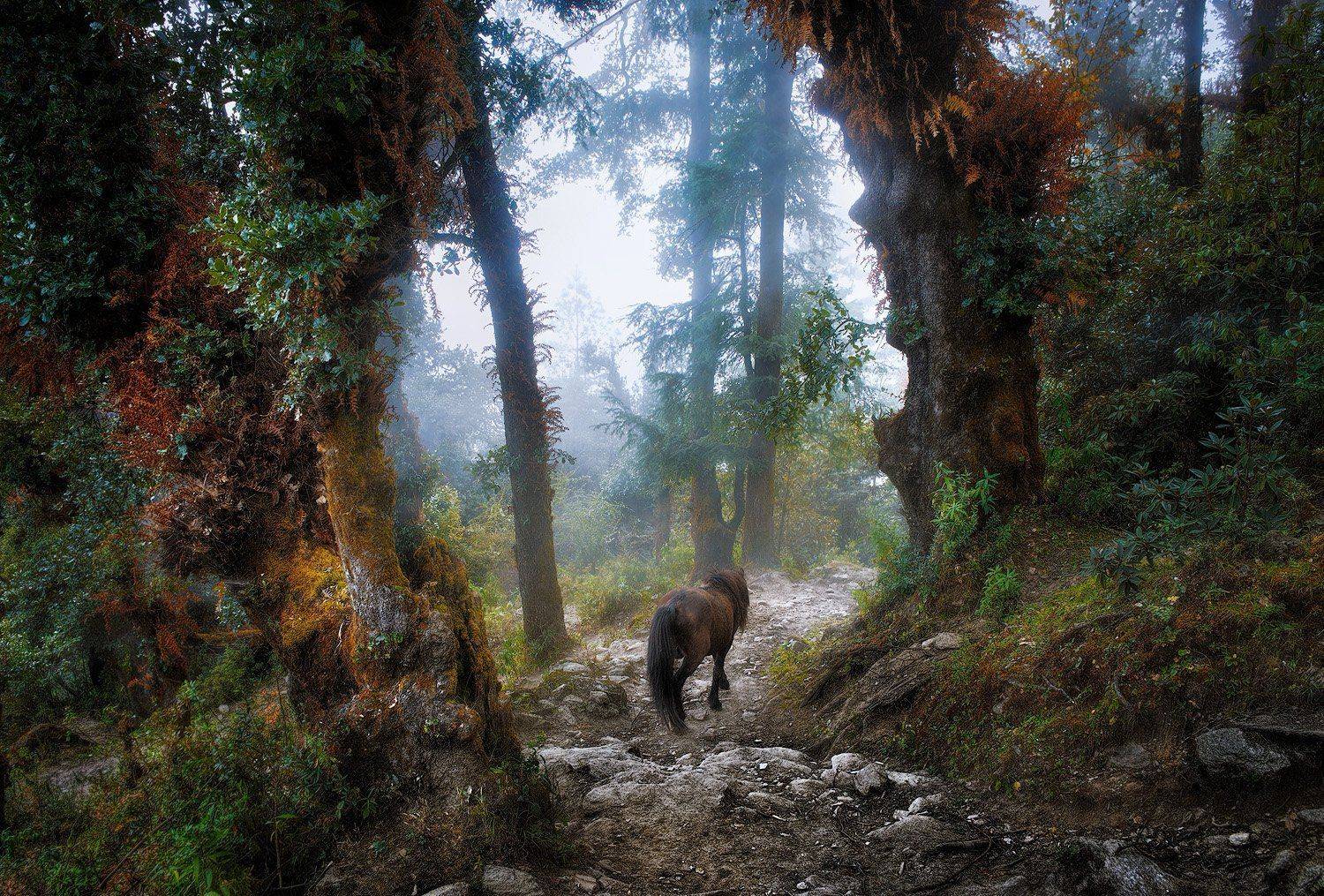 nepal, mountains, forest,, Soft Light