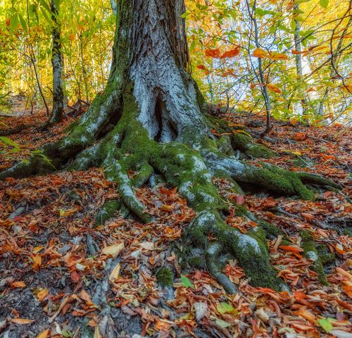 Встреча с лесными стражами.