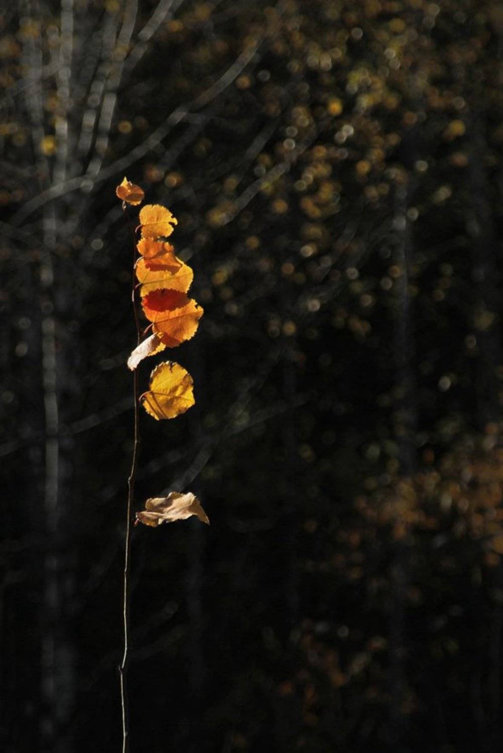 , Гагик Мхитарян