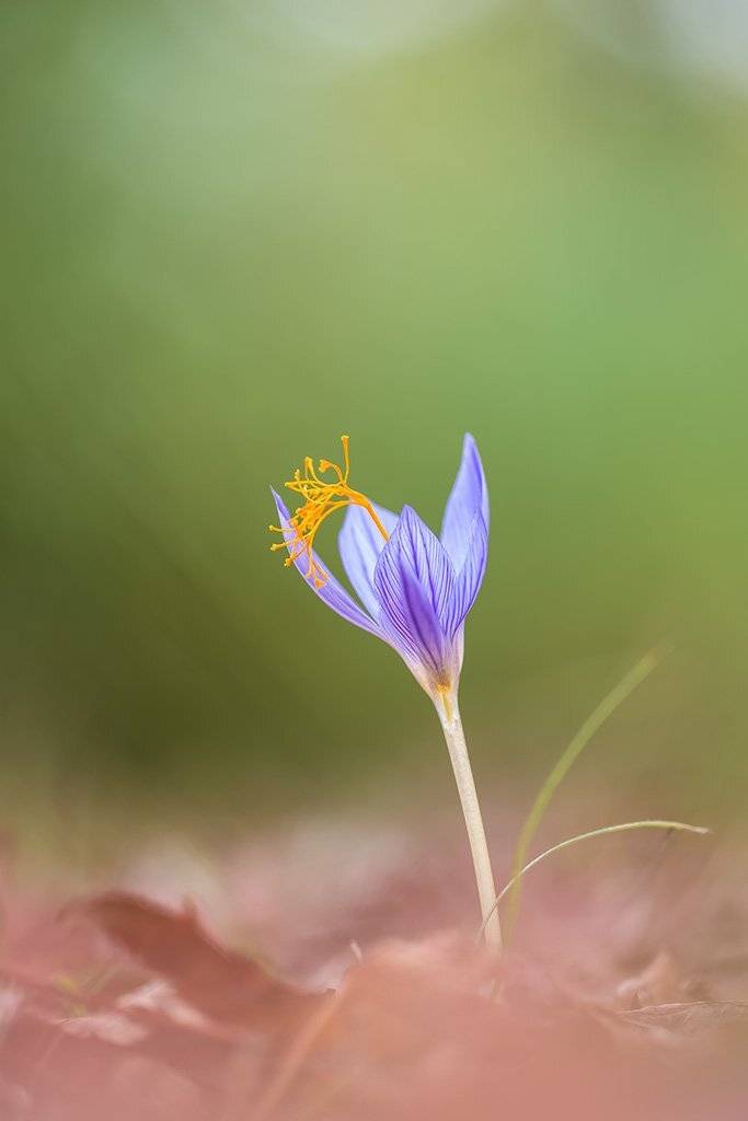 осень, цветы, безвременник, крокус прекрасный, Александр Земляной