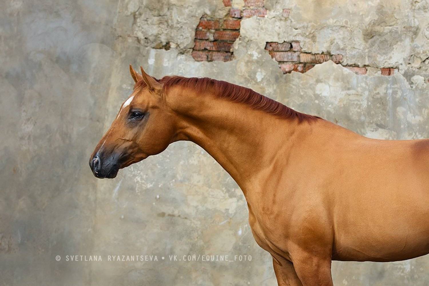 horse, лошадь, лошади, portrait, Svetlana Ryazantseva