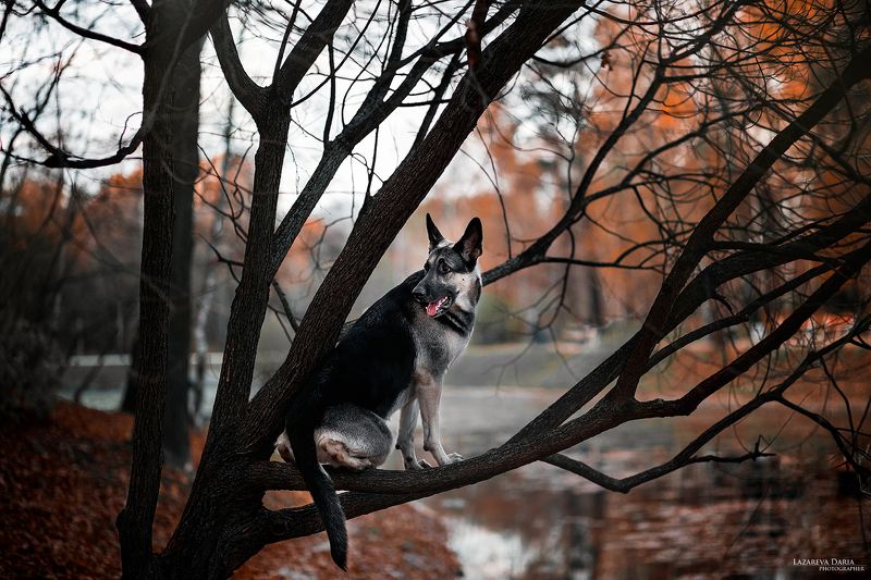 собака, природа, лес, овчарка Птичка фото превью