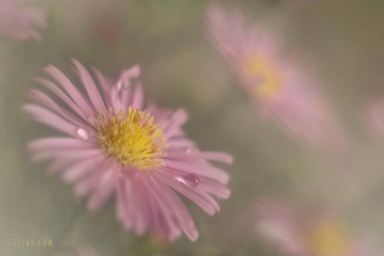 астры, кустовые астры, сентябринки, сентябрики, Владимир Тузлай