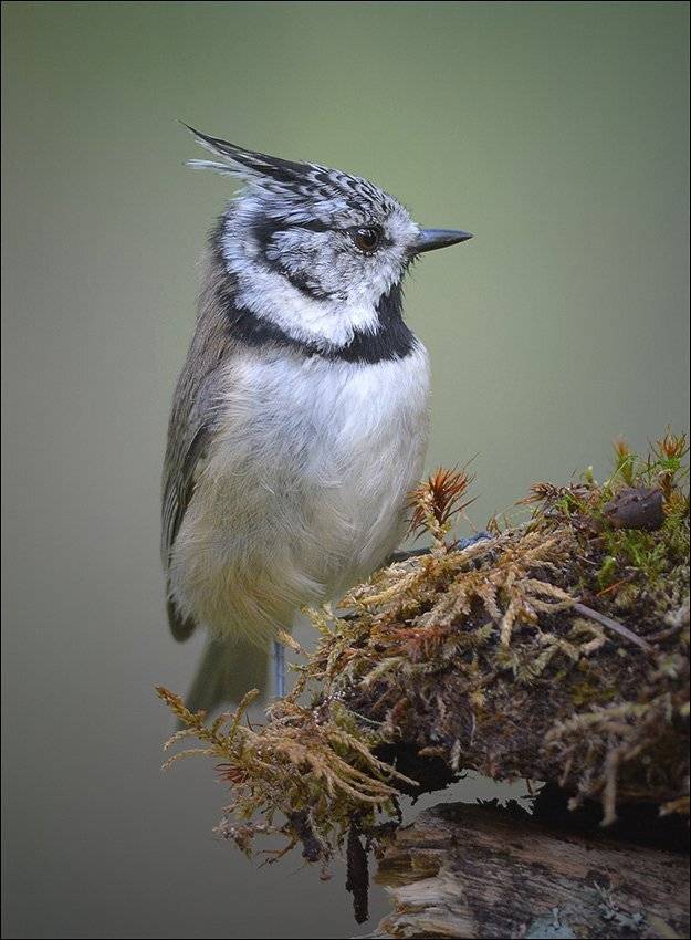 гренадёрка, Андрей Медведев