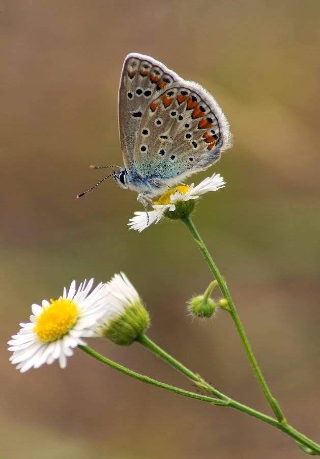 Бабочка, Чепленко Алексей