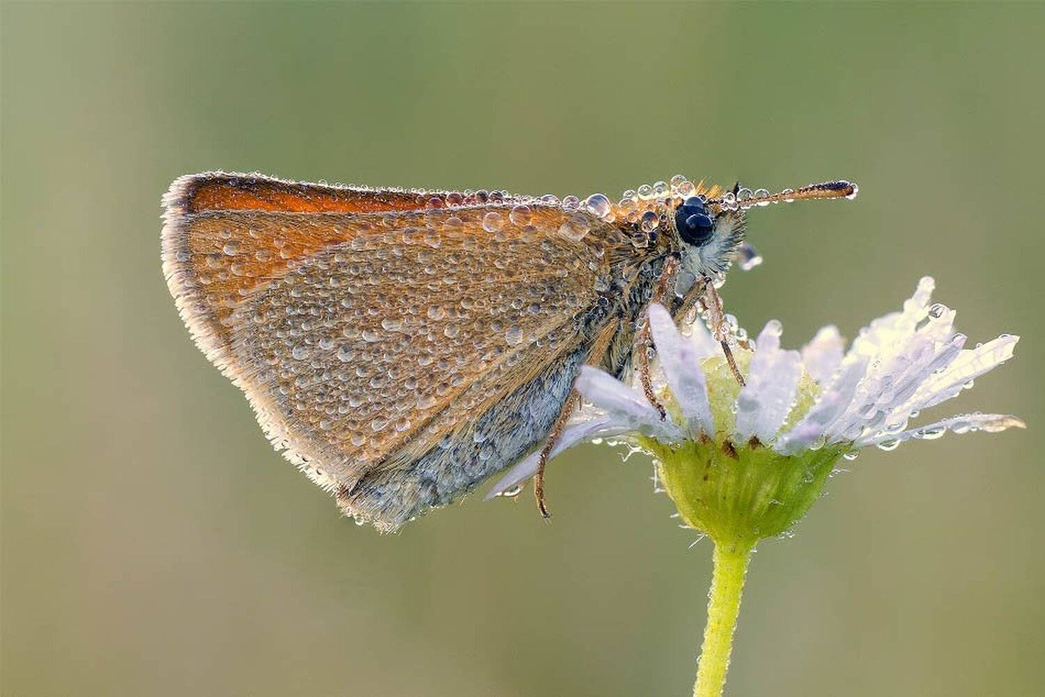 macro,макро, Евгений Лукашук