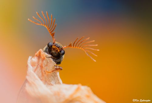 Fan-bearing wood-borer portrait (Ptilinus pectinicornis) Male.