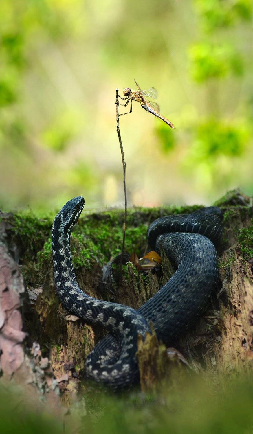 макро, лес, гадюка, стрекоза, природа , Чернобай Анна