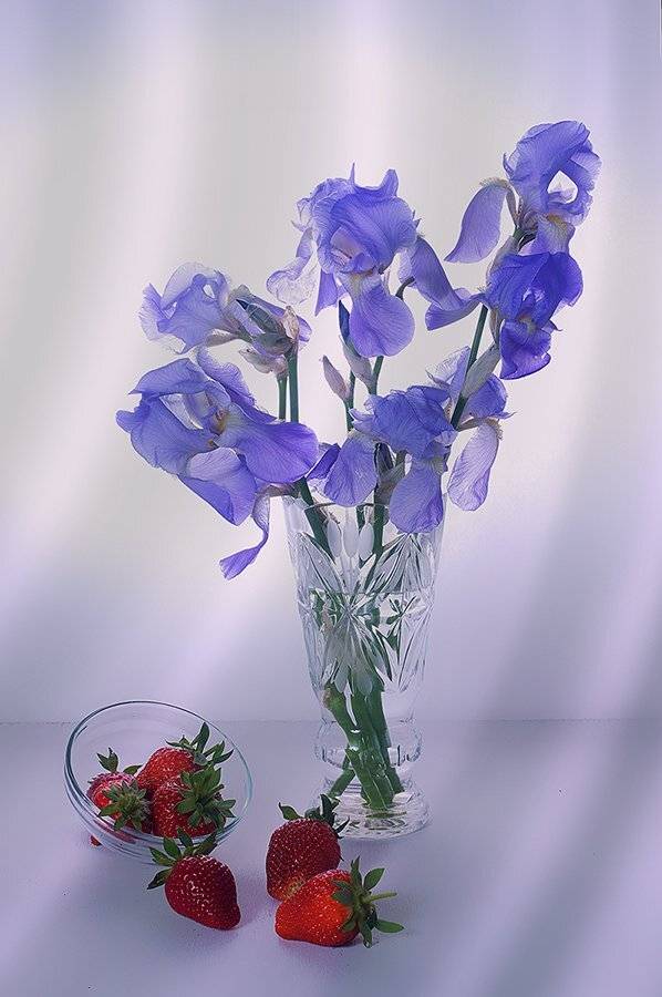 , Анжелика Королева