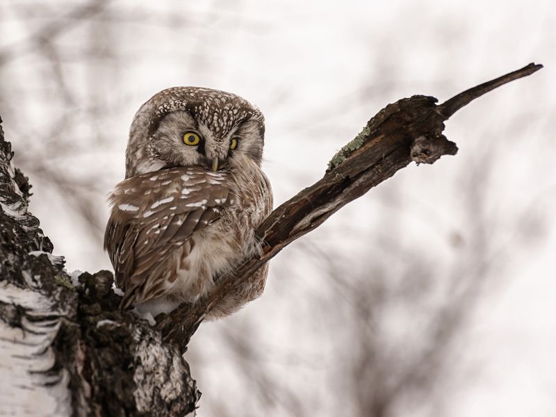 Мохноногий сыч фото превью