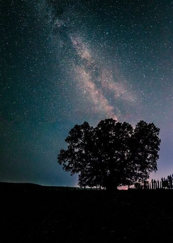 Суворовский дуб