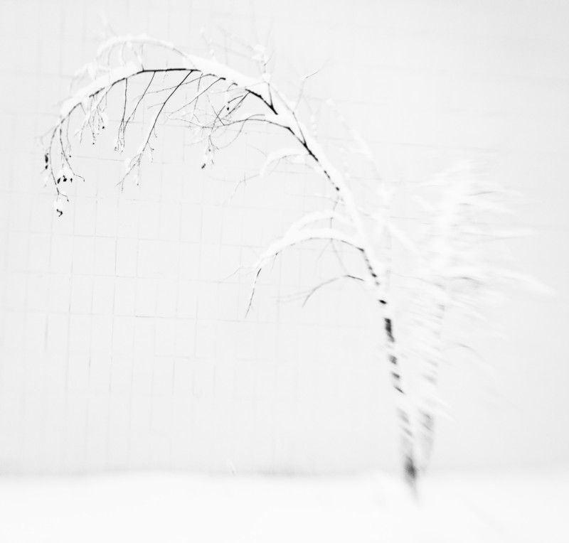 природа, настроение, ленсбэйби, монохром, зима Grisaille d\'hiver фото превью