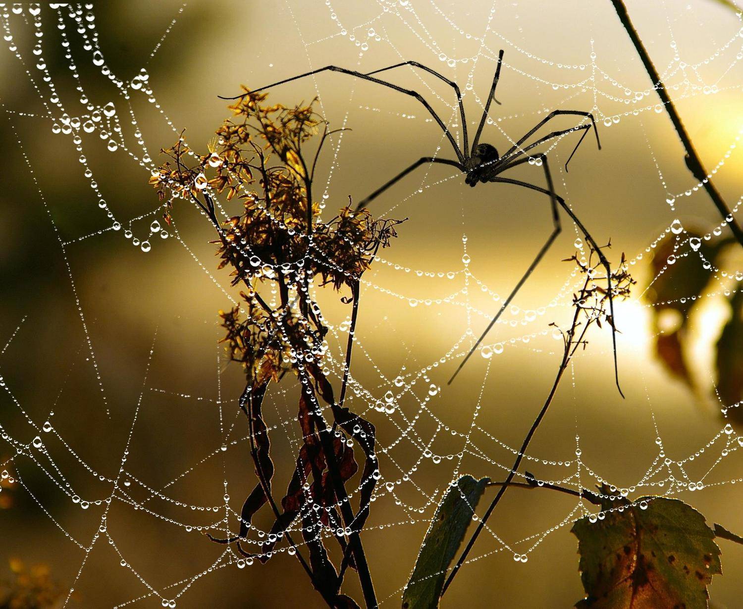 осень, Rimantas Petrikas