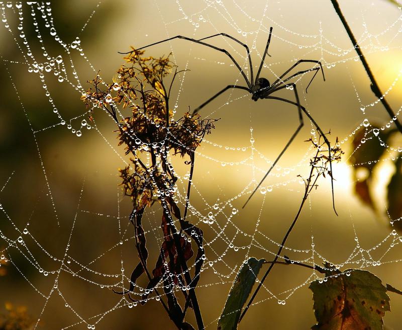 осень Осень фото превью