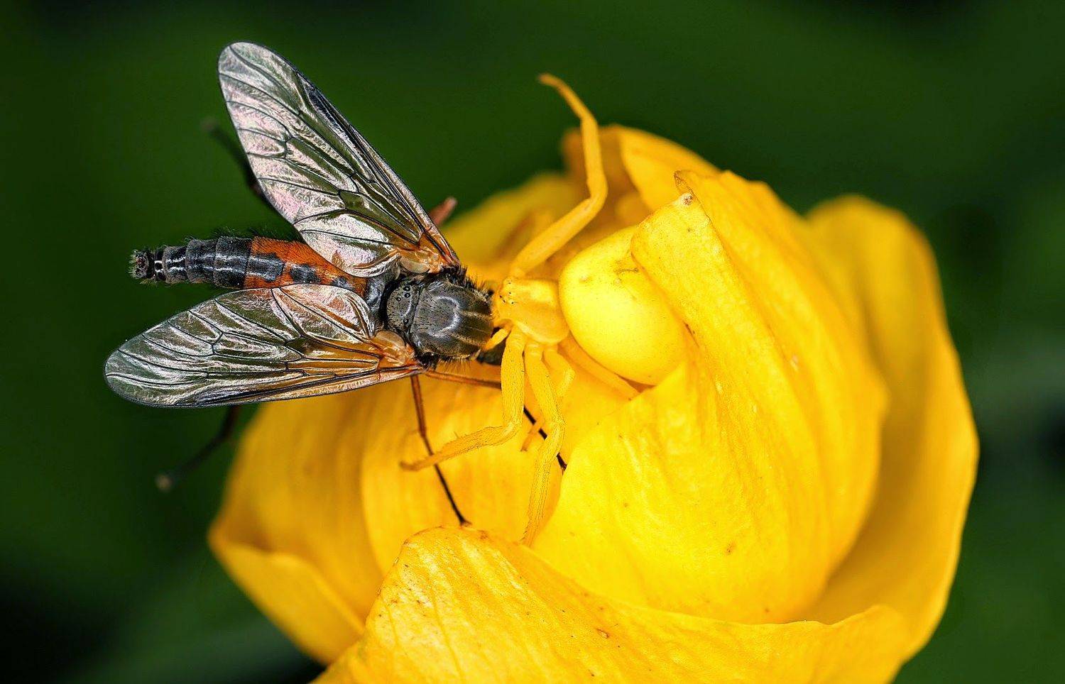 Купальница , паук,маскировка., Александр Зорин