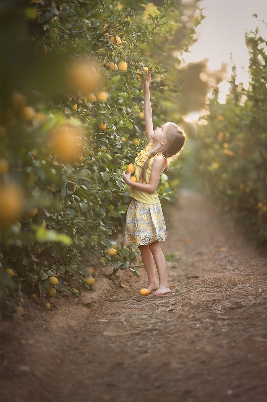 лимоны, лето, золотой час, красота, закат, природа, деревья, лучи, свет, детство, дети, люди Лимоновый закат фото превью