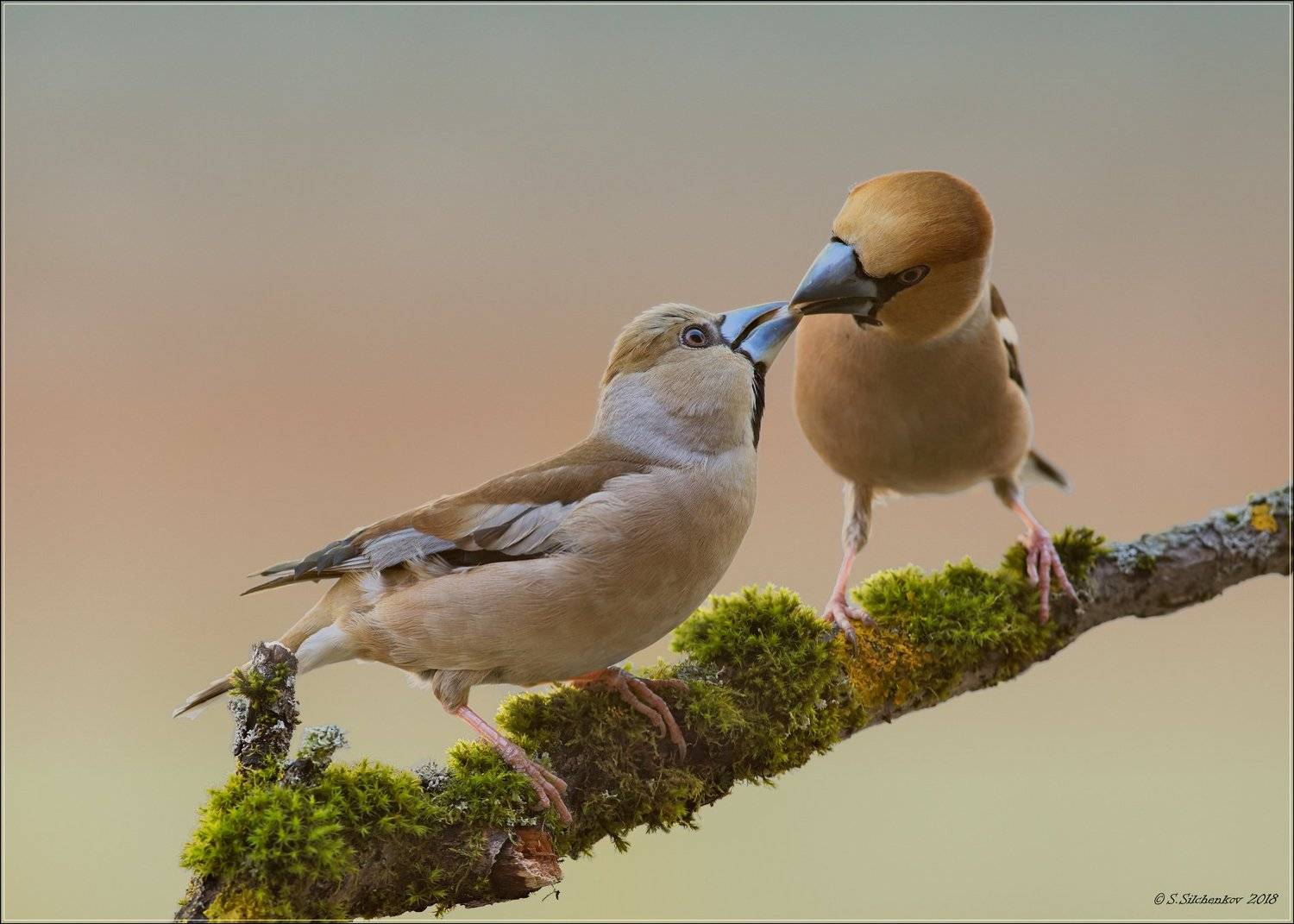 дубонос, Сергей Сильченков