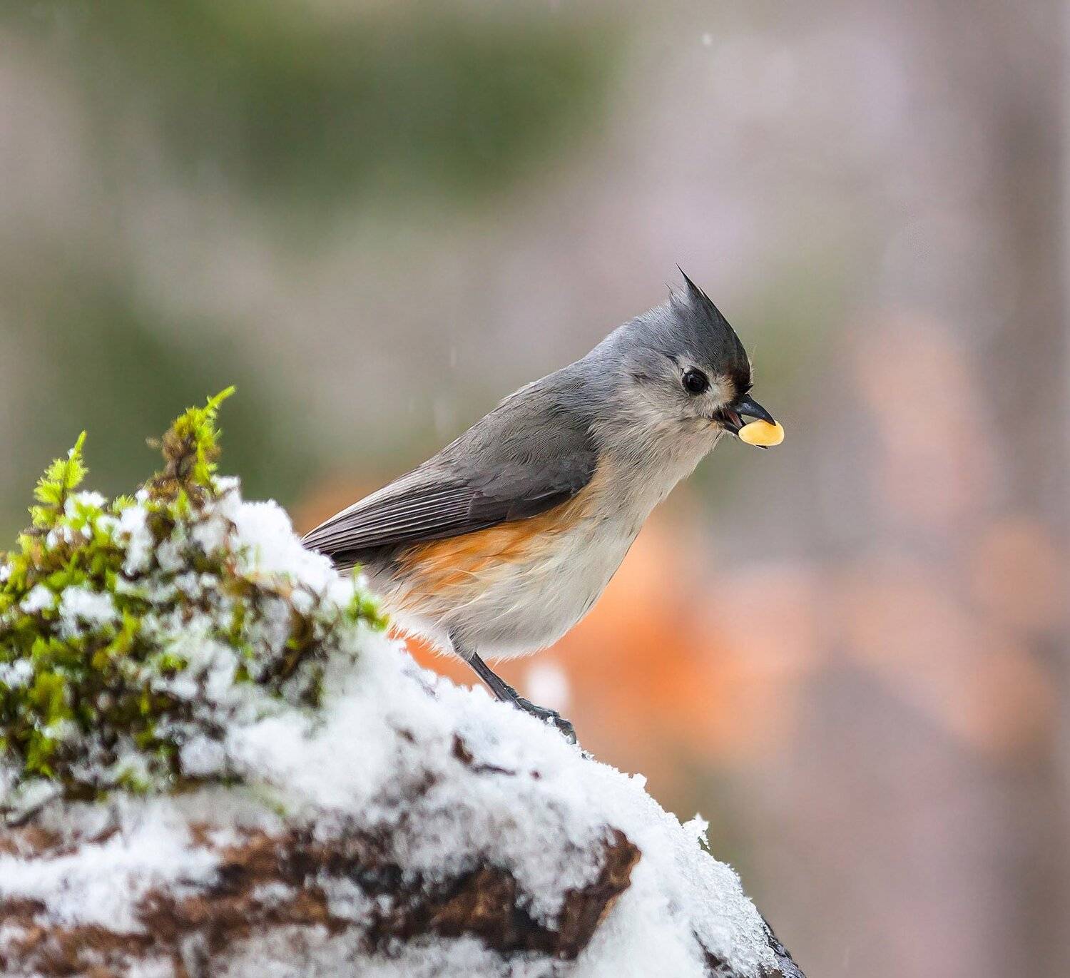 животные,фотоохота,птицы,зима,снег,природа,синички,острохохлая синица,animals,birds,nature,winter,snow,, Антонина Яновска