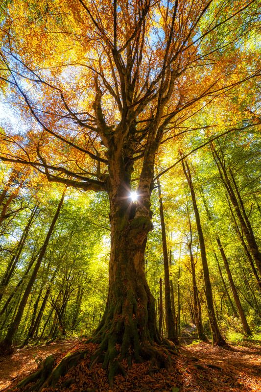 +++ фото превью