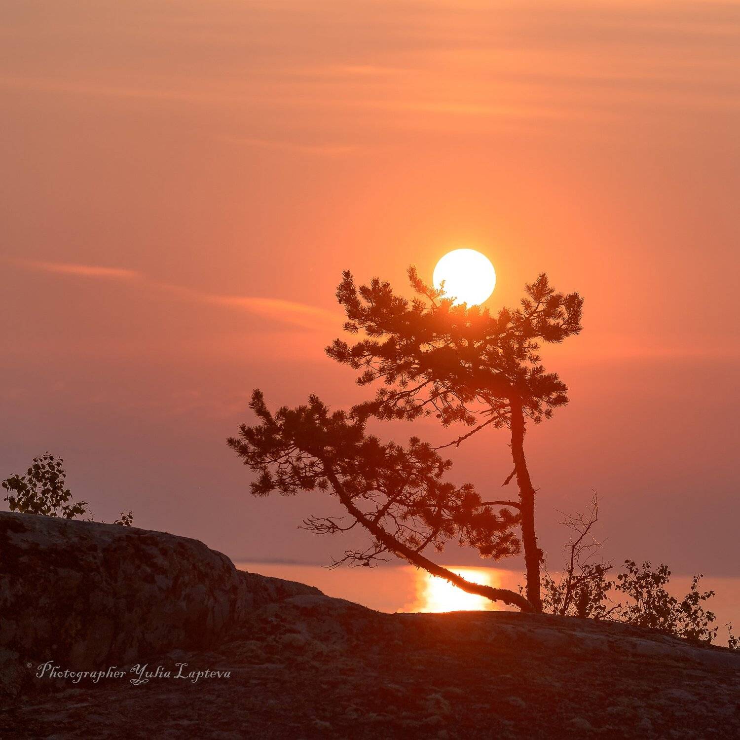 природа,сосна,рассвет,карелия,солнце,утро, Юлия Лаптева